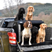 GREAT WALL STEED | 2010-PRESENT | DOG PICKUP CRATES - DT BOXES