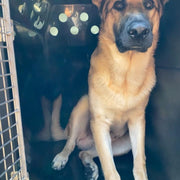 Land Rover Defender - 2020 - Dog Car Travel Crate DT Box DT BOXES 